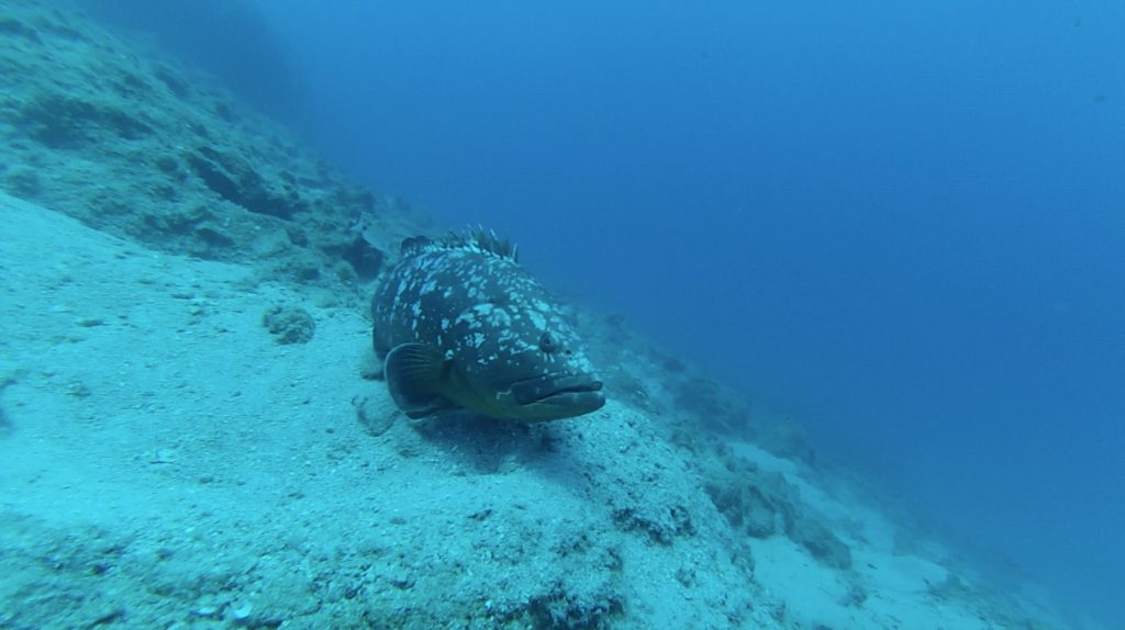 Grouper at Kamini dive site
